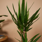 Yucca Elephantipes XL – Planta de interior