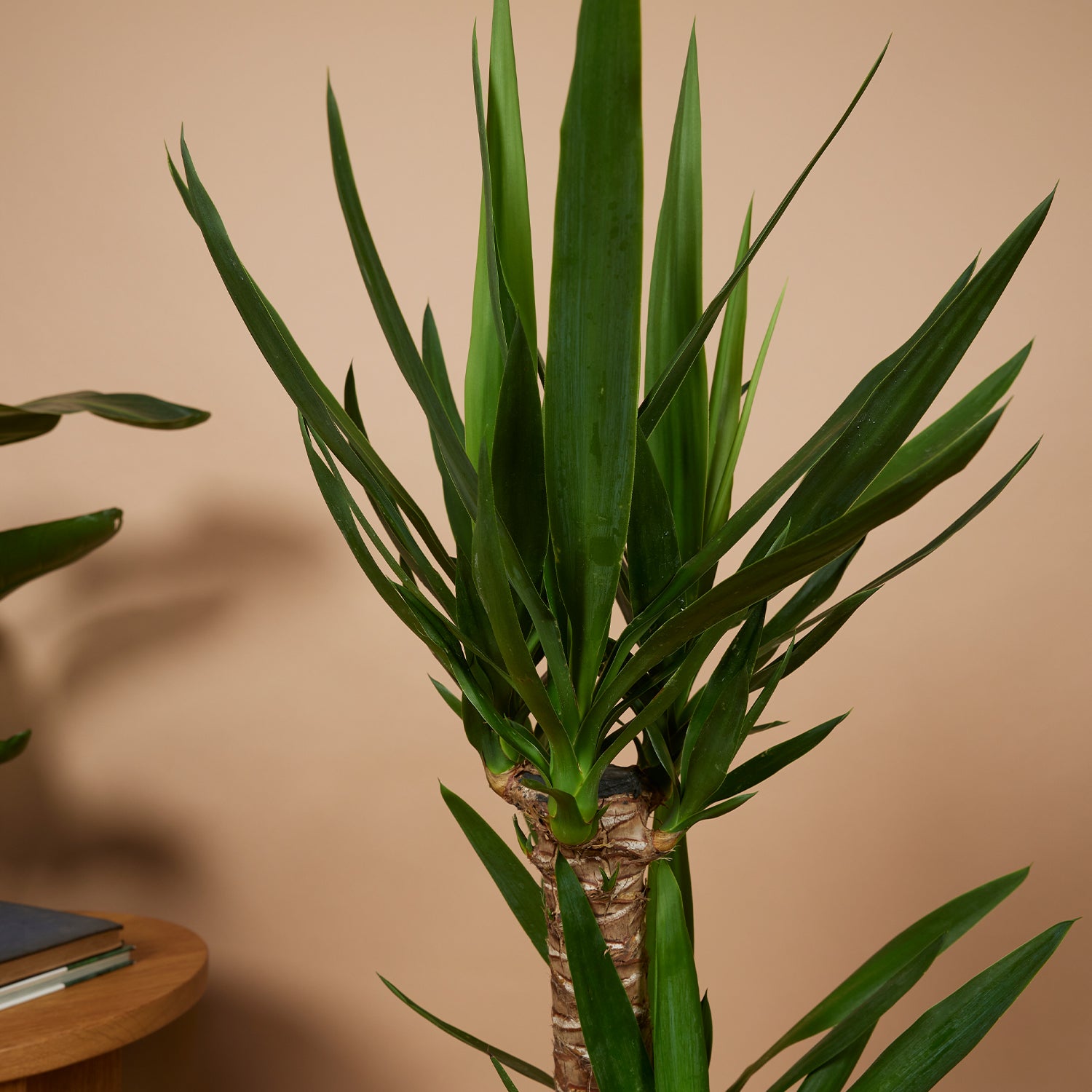 Yucca Elephantipes XL – Planta de interior