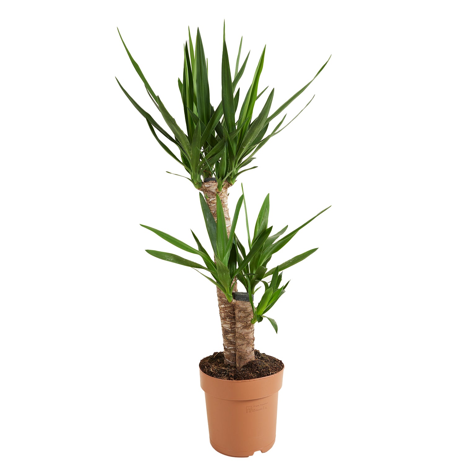 Yucca Elephantipes XL – Planta de interior