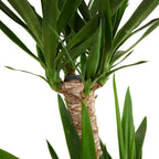 Yucca Elephantipes XL – Planta de interior