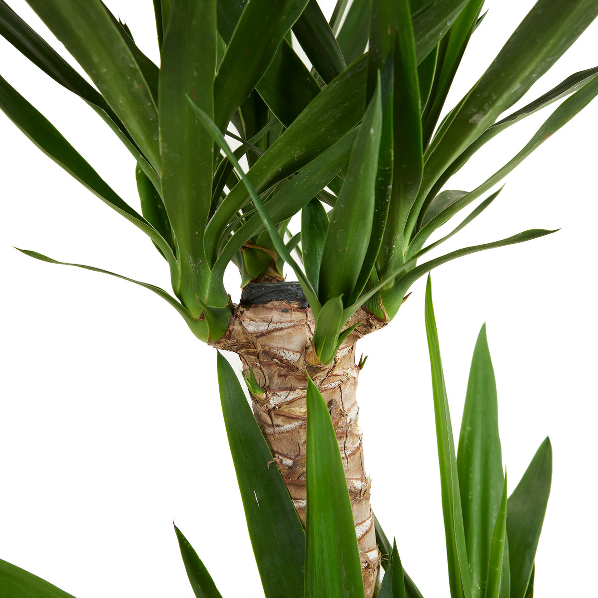 Yucca Elephantipes XL – Planta de interior