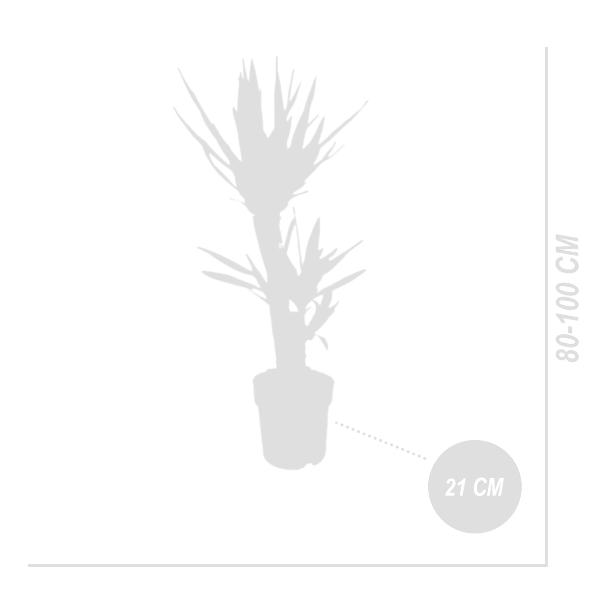 Yucca Elephantipes XL – Planta de interior