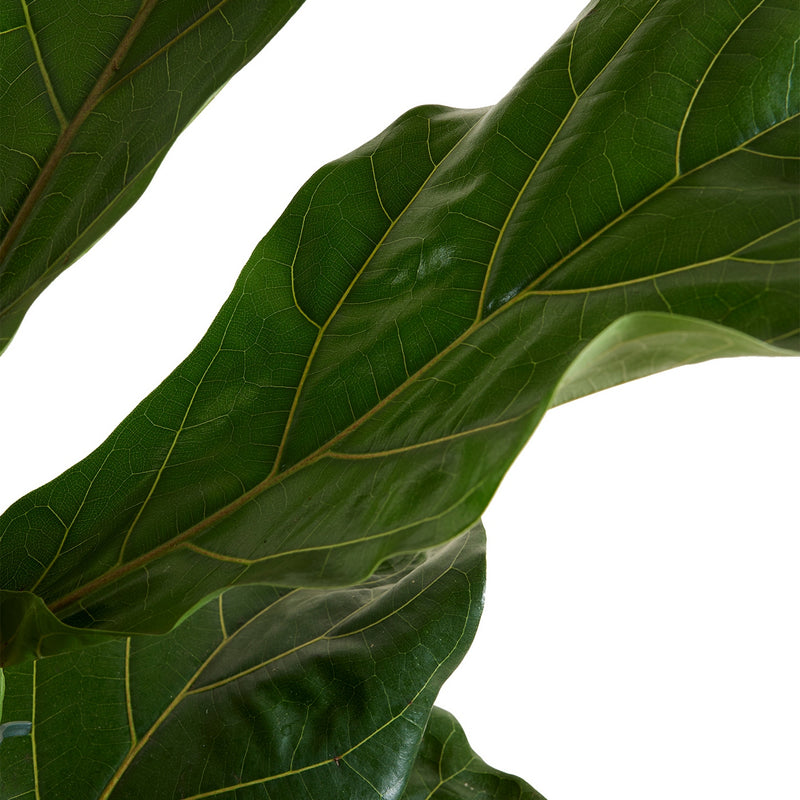 Ficus Lyrata