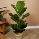 Ficus Lyrata