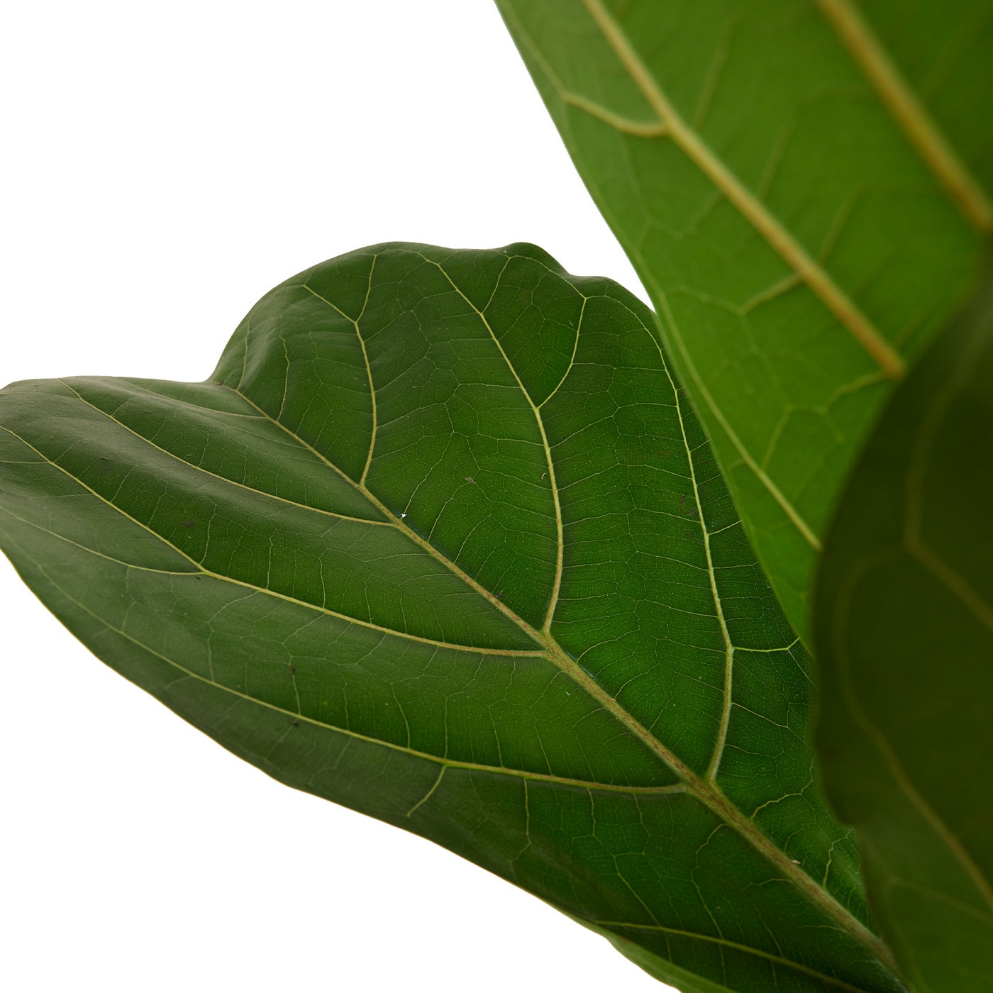Ficus Lyrata – Plante D'Intérieur