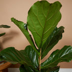 Ficus Lyrata – Plante D'Intérieur