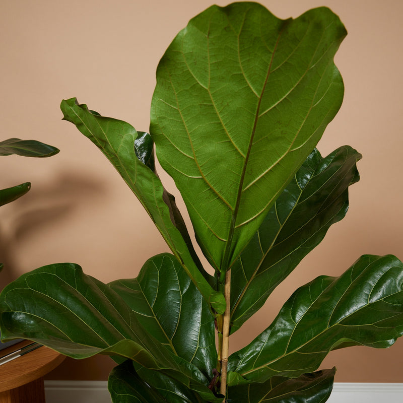 Ficus Lyrata