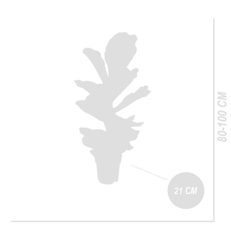 Ficus Lyrata