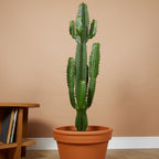 Euphorbe Cactus Cowboy Xl – Plante D'Intérieur