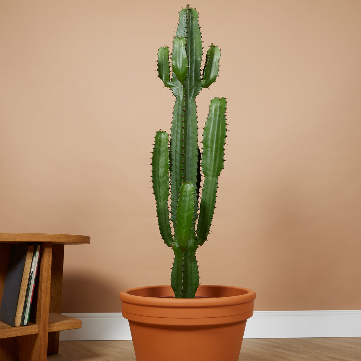 Euphorbe Cactus Cowboy Xl – Plante D'Intérieur