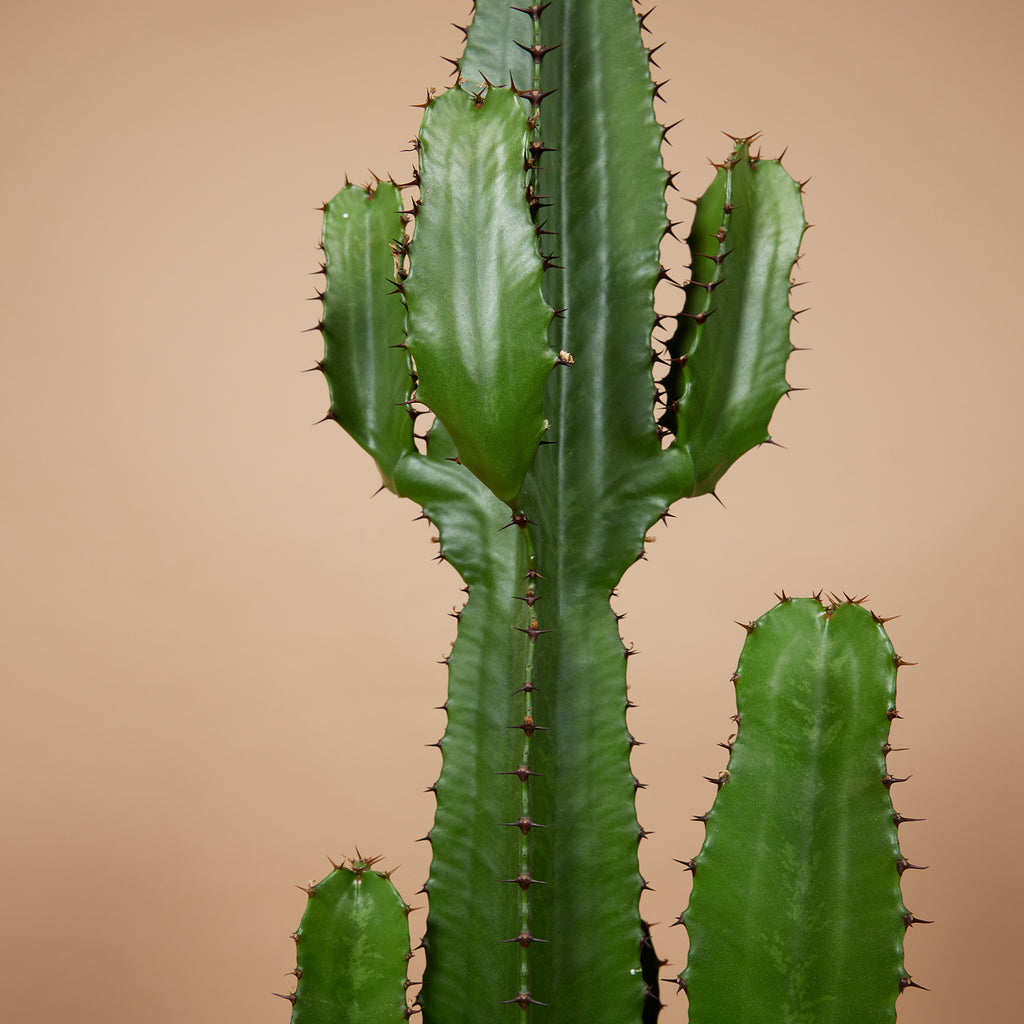 Euphorbe Cactus Cowboy Xl – Plante D'Intérieur