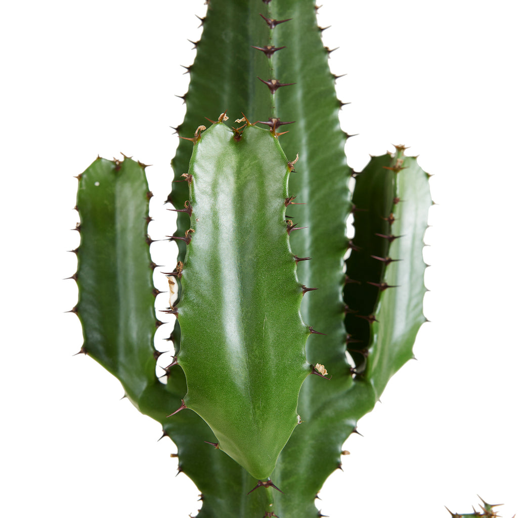 Euphorbe Cactus Cowboy Xl – Plante D'Intérieur