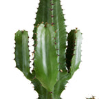 Euphorbe Cactus Cowboy Xl – Plante D'Intérieur