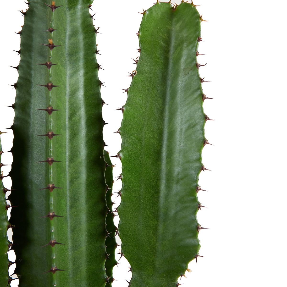 Euphorbe Cactus Cowboy Xl – Plante D'Intérieur