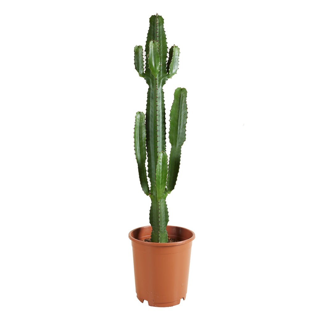 Euphorbe Cactus Cowboy Xl – Plante D'Intérieur