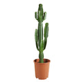 Euphorbe Cactus Cowboy Xl – Plante D'Intérieur