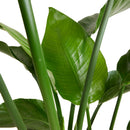 Strelitzia Nicolai