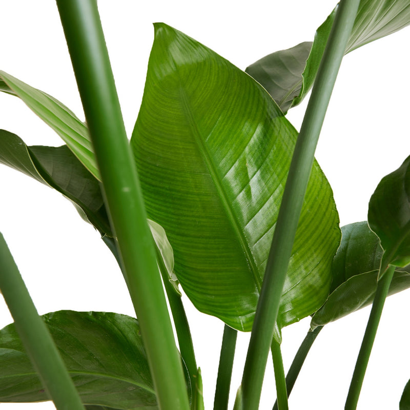 Strelitzia Nicolai