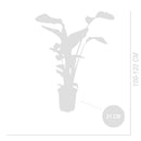 Strelitzia Nicolai