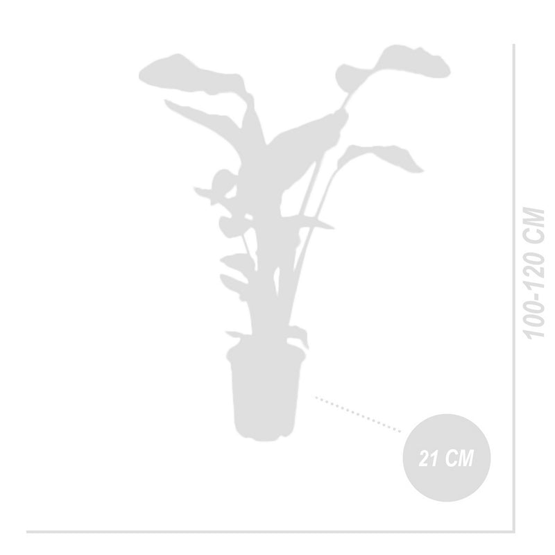 Strelitzia Nicolai