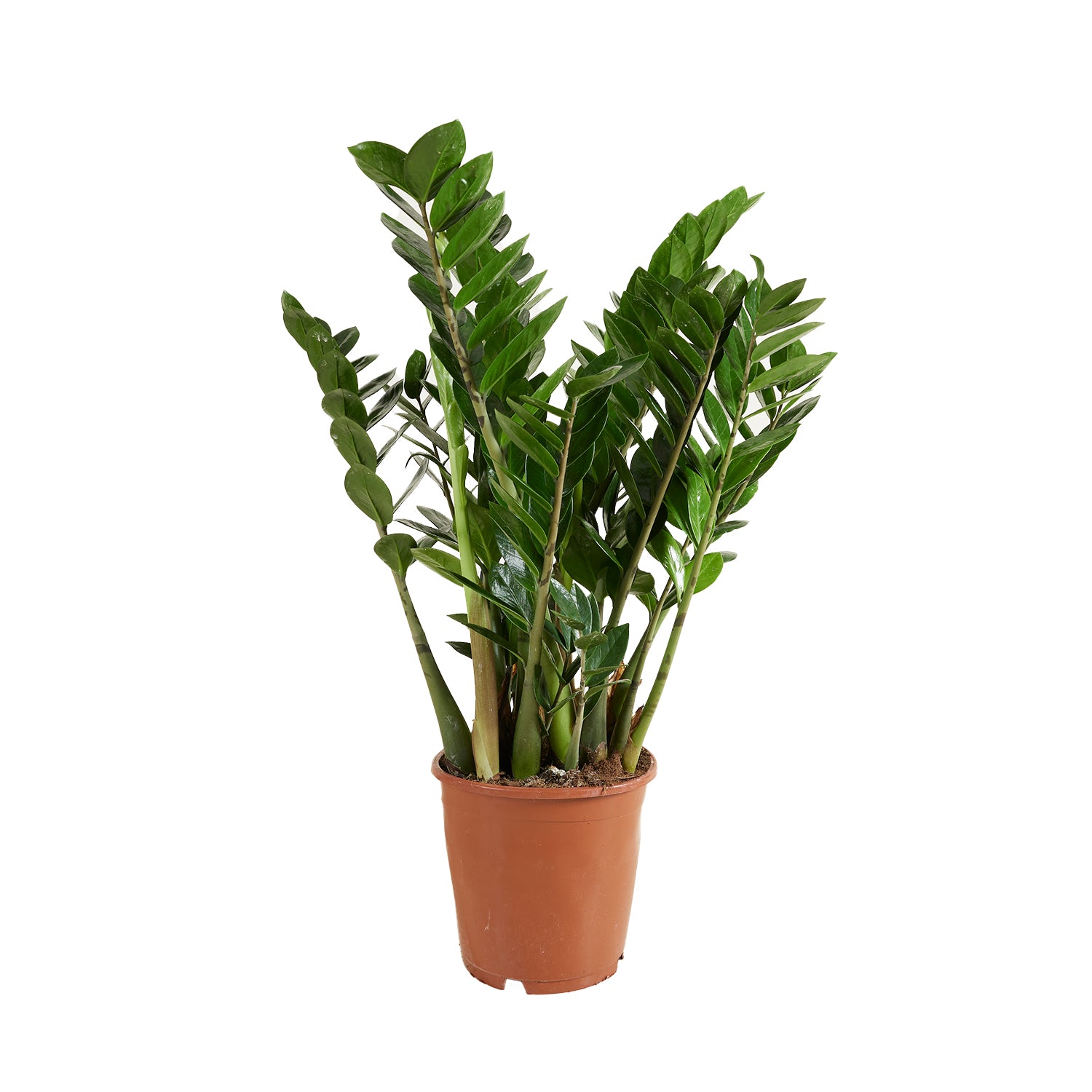 Zamioculcas ZZ XL – Houseplant