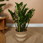 Zamioculcas ZZ XL – Houseplant