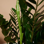 Zamioculcas ZZ XL – Houseplant