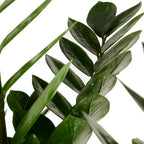 Zamioculcas ZZ XL – Houseplant