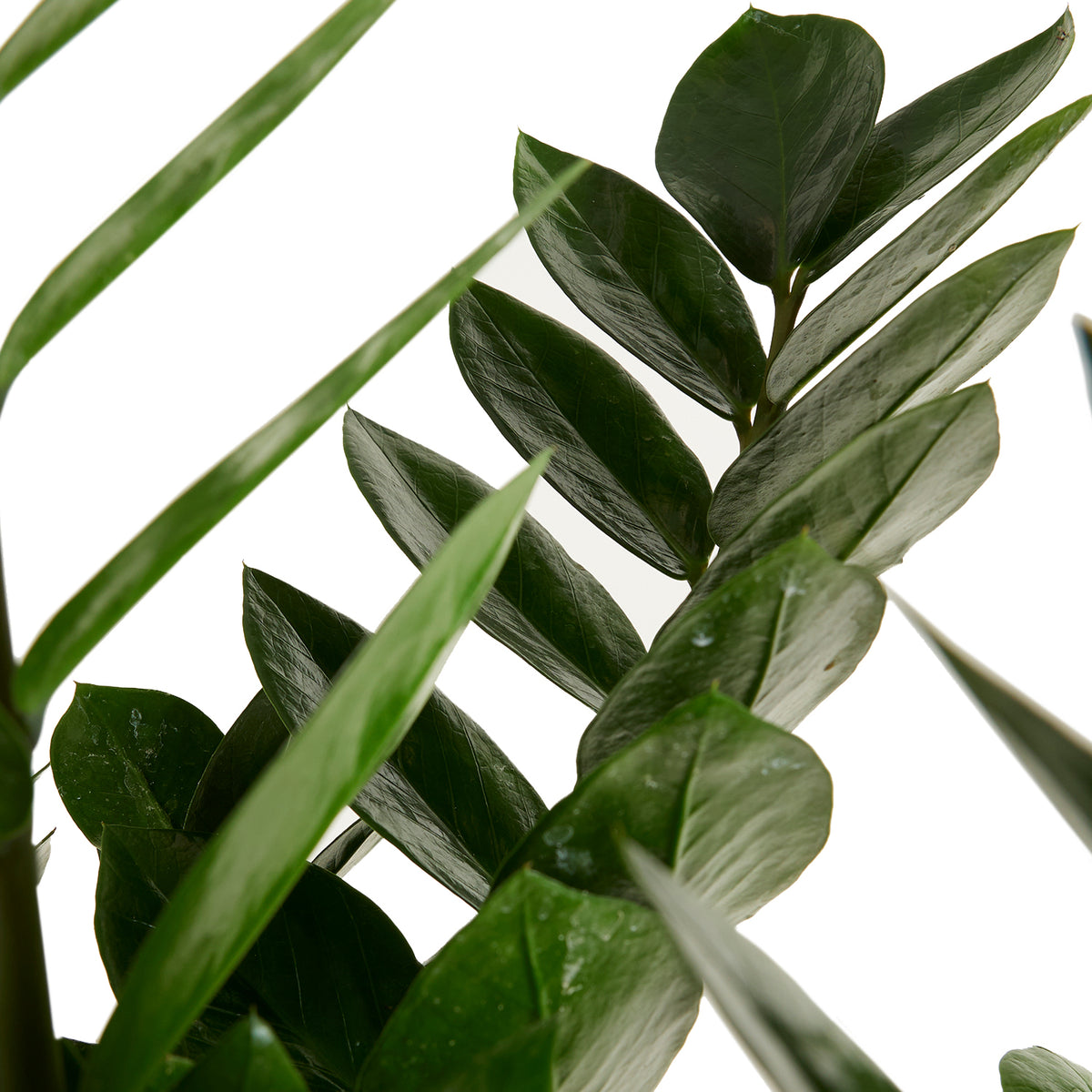Zamioculcas ZZ XL – Houseplant