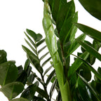 Zamioculcas ZZ XL – Houseplant