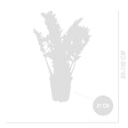 Zamioculcas ZZ XL – Houseplant