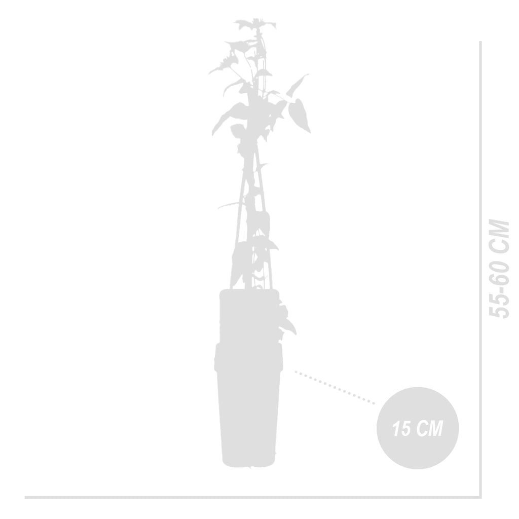 Lote de 2 clemátides Hagley Hybrid – Planta de exterior