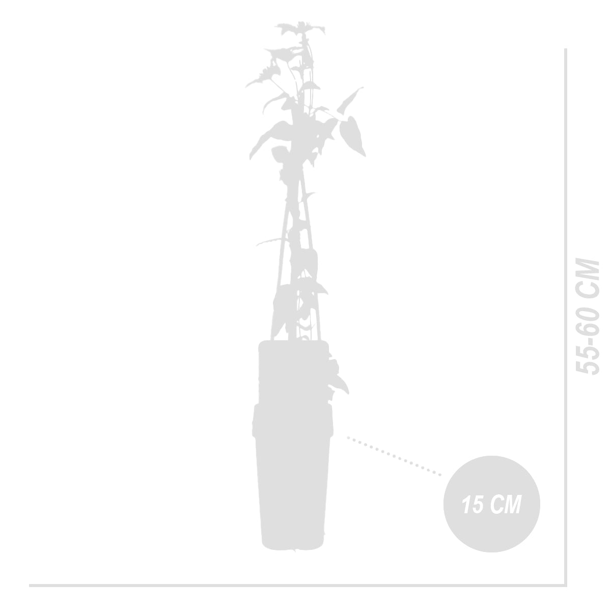 Lote de 2 clemátides Hagley Hybrid – Planta de exterior