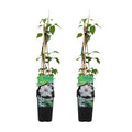 Set of 2 Miss Bateman Clematis – Outdoor Plant