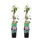 Set of 2 Miss Bateman Clematis – Outdoor Plant