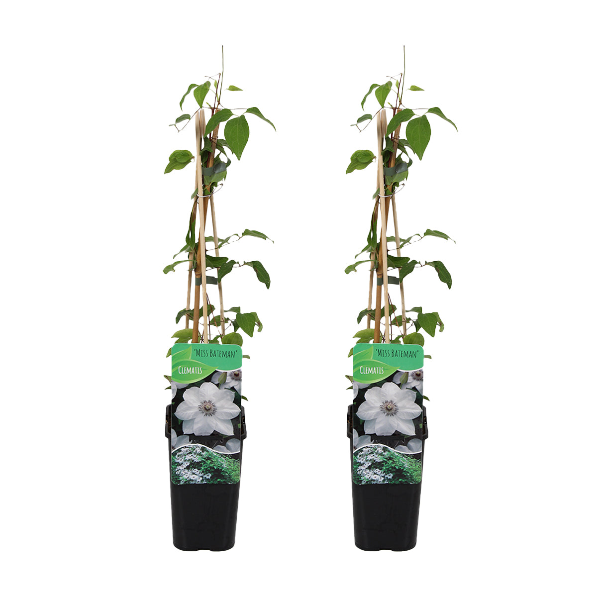 Set of 2 Miss Bateman Clematis – Outdoor Plant