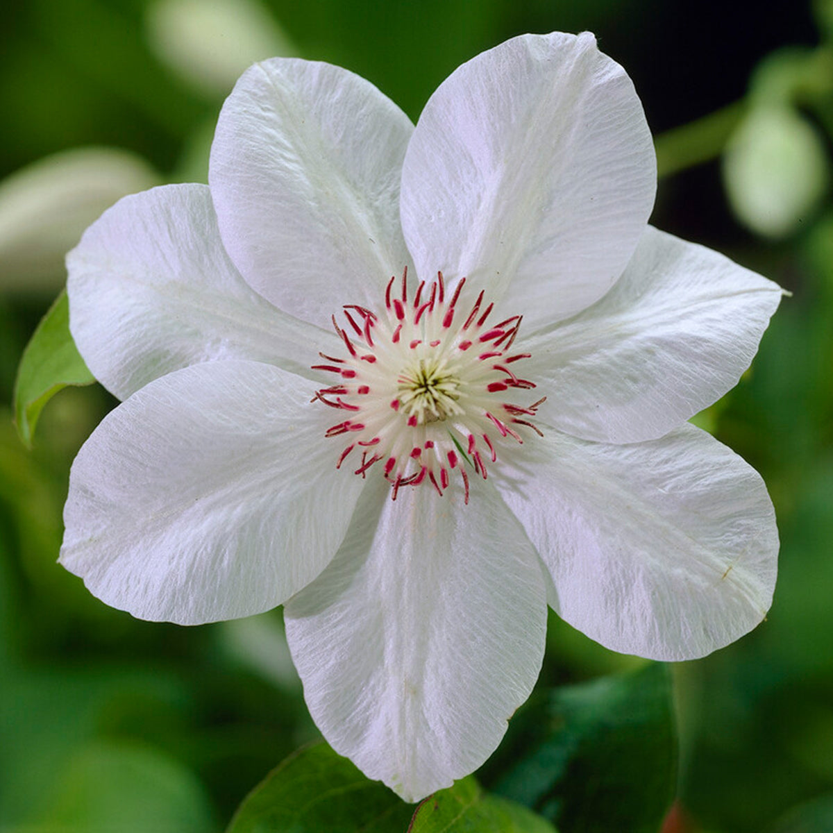 Set of 2 Miss Bateman Clematis – Outdoor Plant