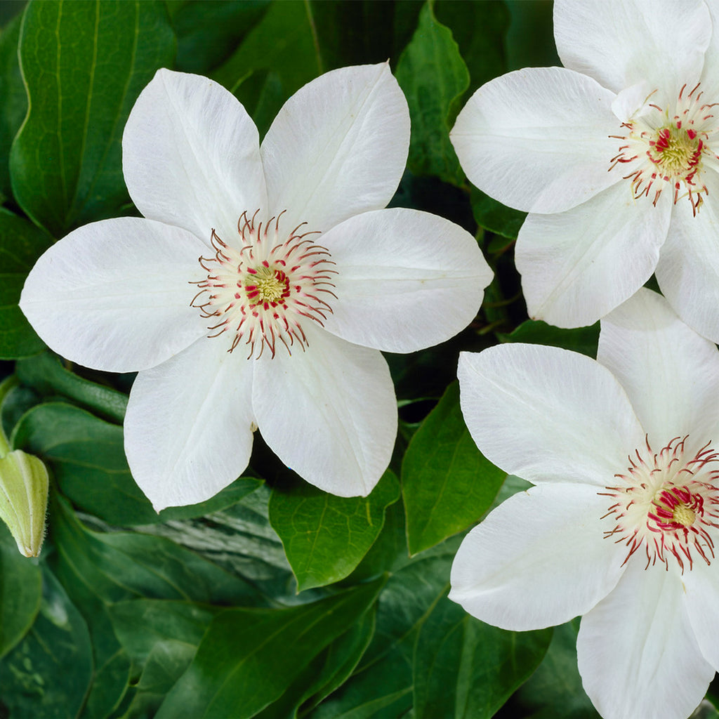 Set of 2 Miss Bateman Clematis – Outdoor Plant