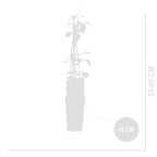 Set of 2 Miss Bateman Clematis – Outdoor Plant