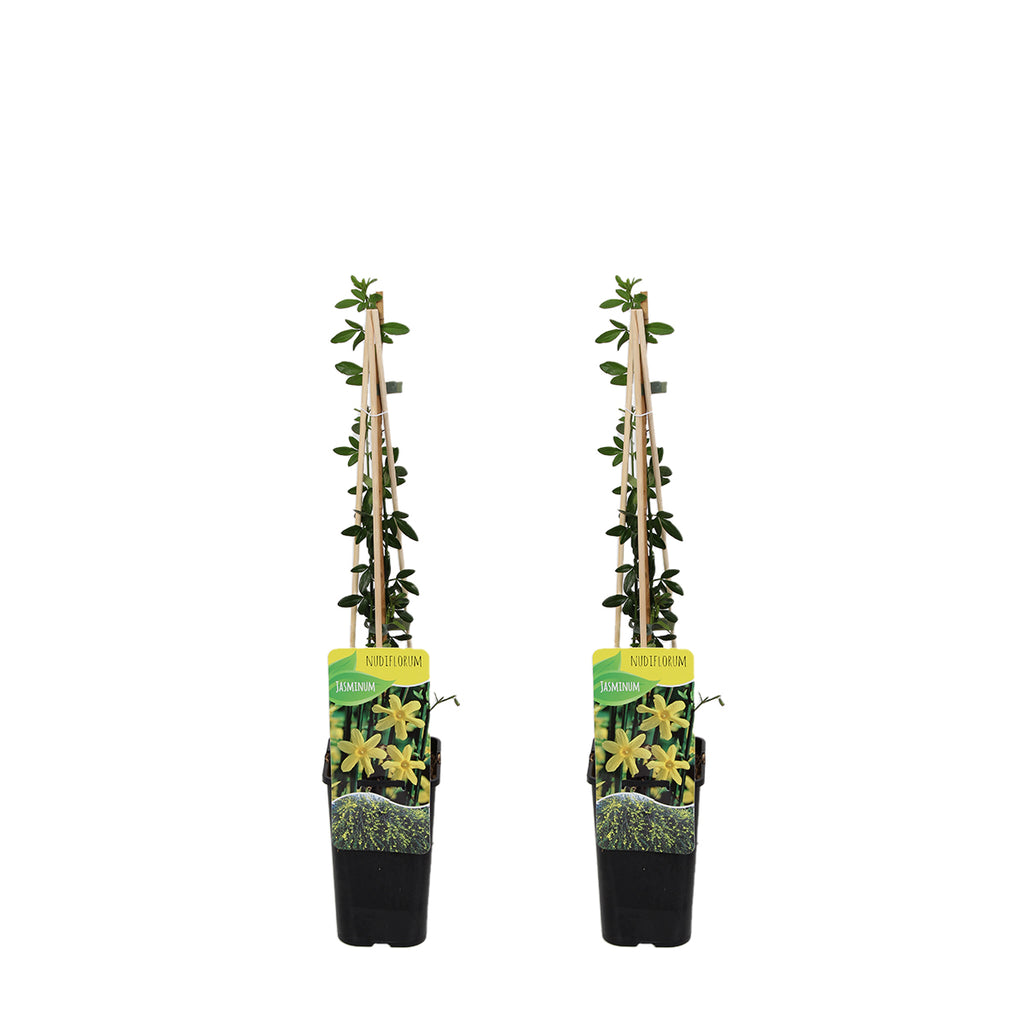 Lot De 2 Jasmins D'Hiver – Plante D'Extérieur