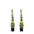 Lot De 2 Jasmins D'Hiver – Plante D'Extérieur
