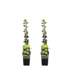 Lot De 2 Jasmins D'Hiver – Plante D'Extérieur