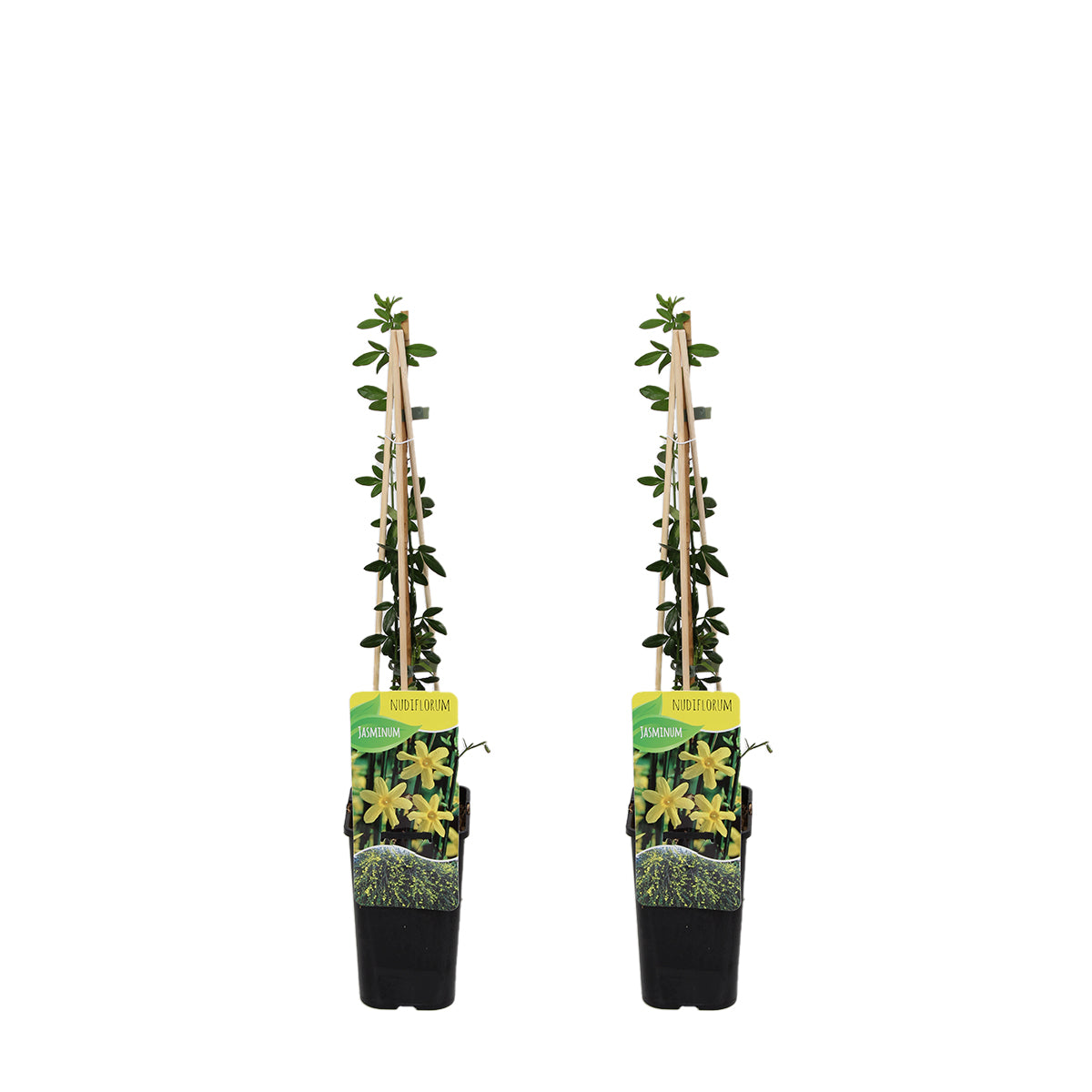 Lot De 2 Jasmins D'Hiver – Plante D'Extérieur