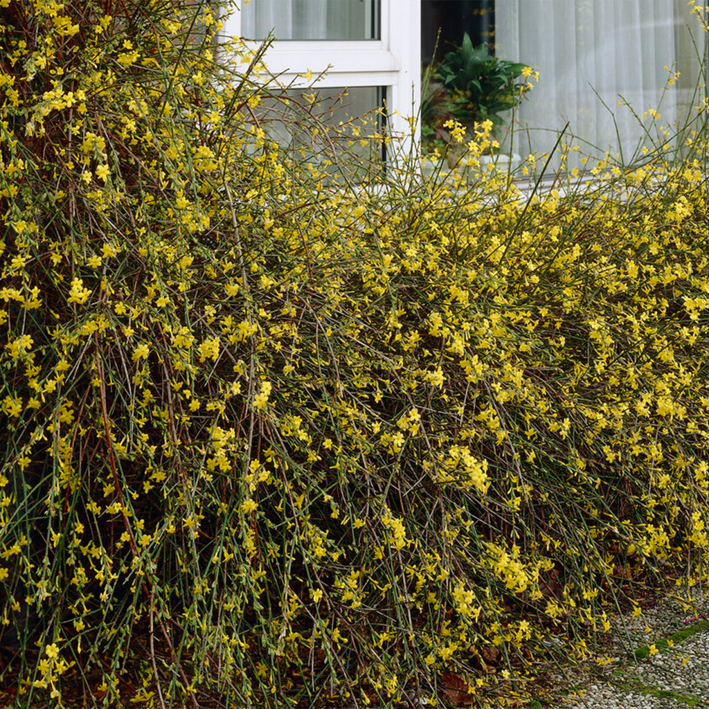 Lot De 2 Jasmins D'Hiver – Plante D'Extérieur