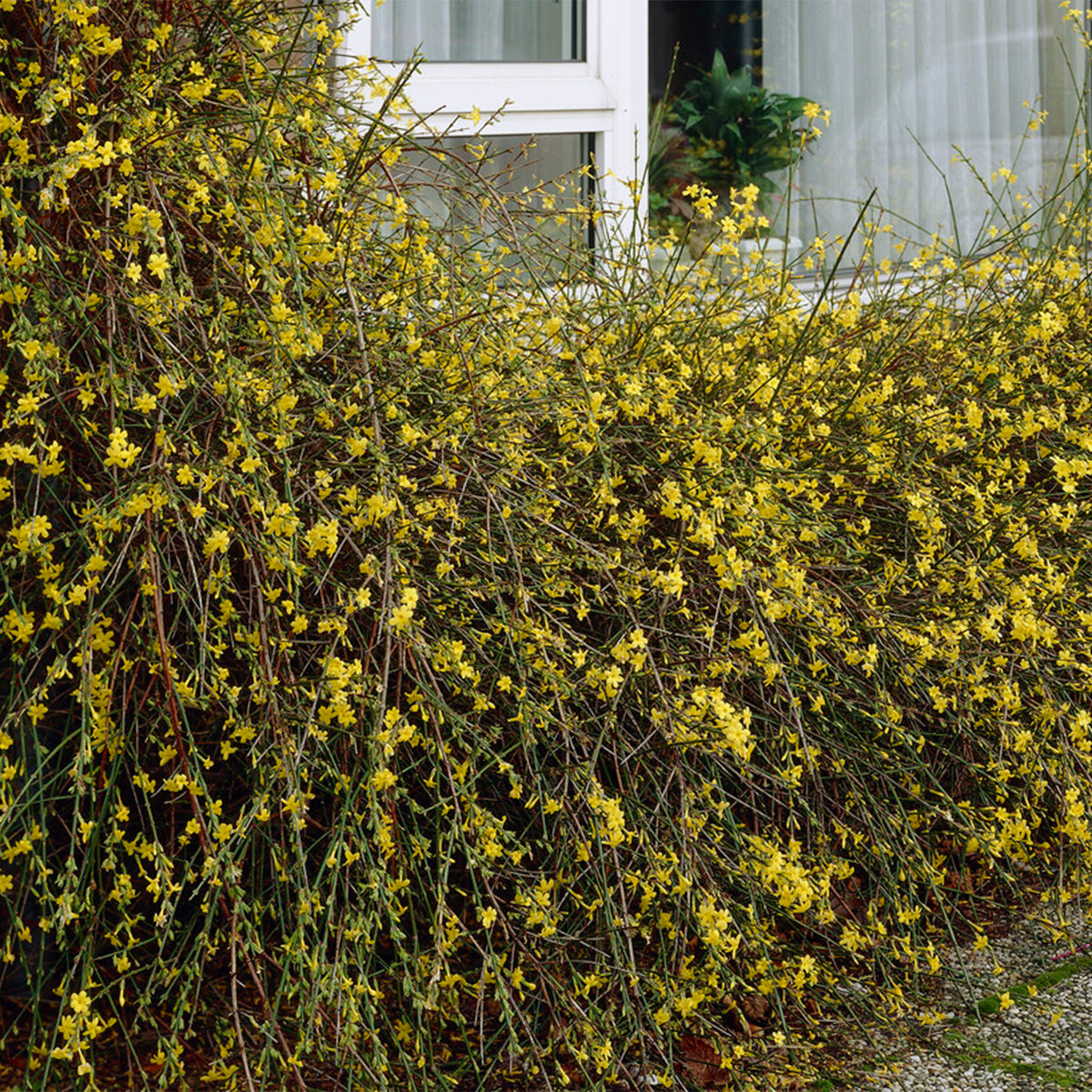 Lot De 2 Jasmins D'Hiver – Plante D'Extérieur