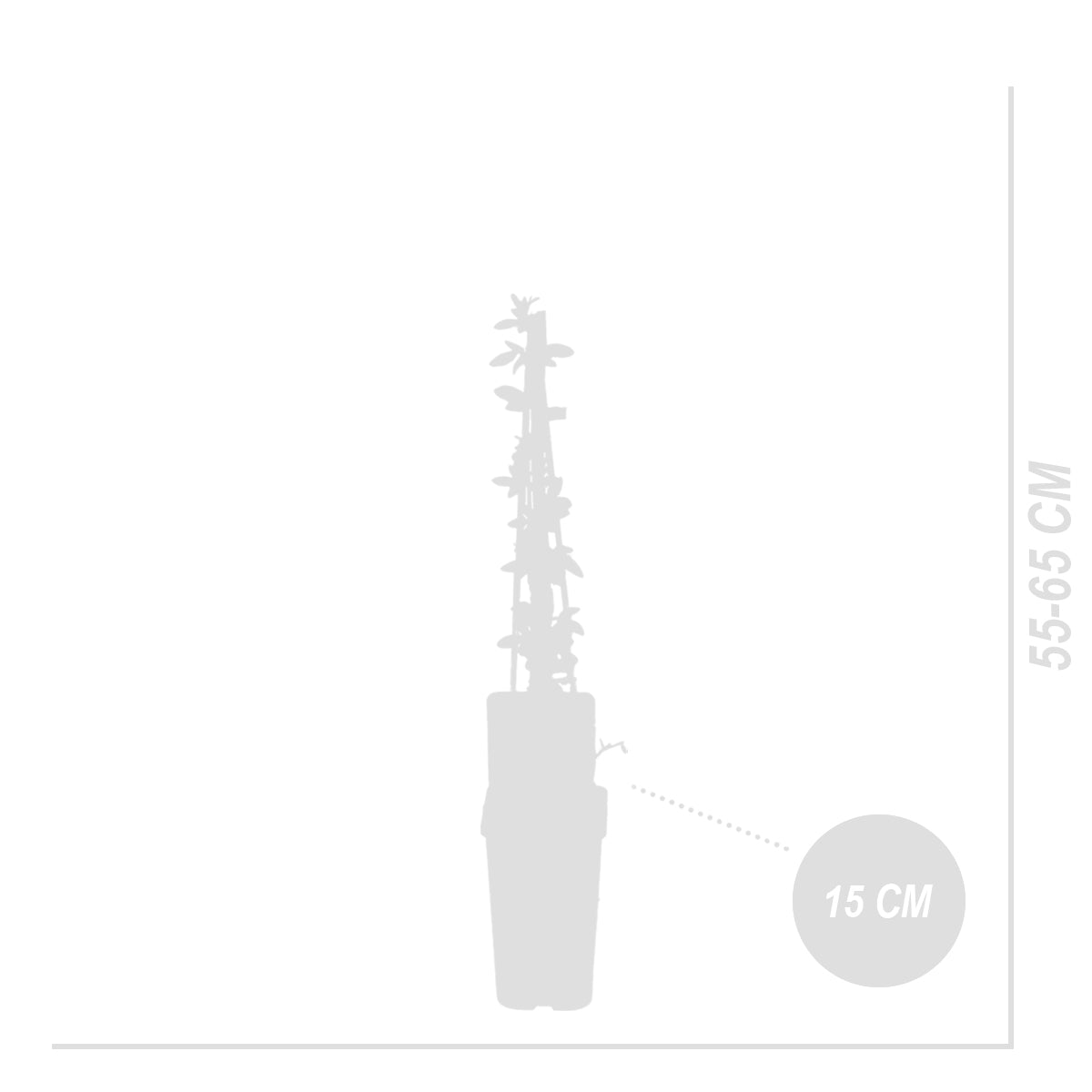 Lot De 2 Jasmins D'Hiver – Plante D'Extérieur