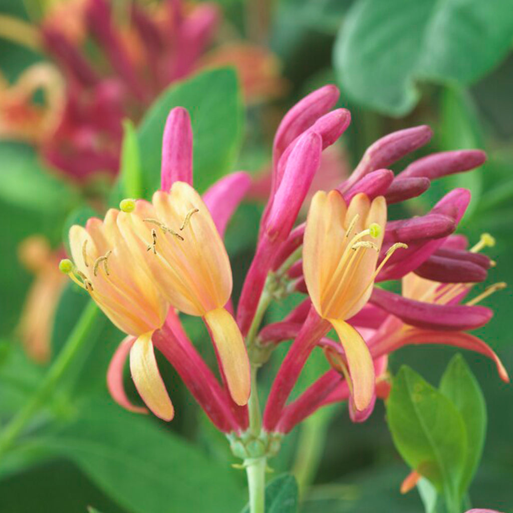 Set of 2 Goldflame Honeysuckles – Outdoor Plant