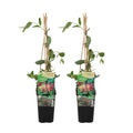 Set of 2 Goldflame Honeysuckles – Outdoor Plant