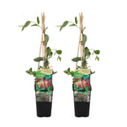 Set of 2 Goldflame Honeysuckles – Outdoor Plant