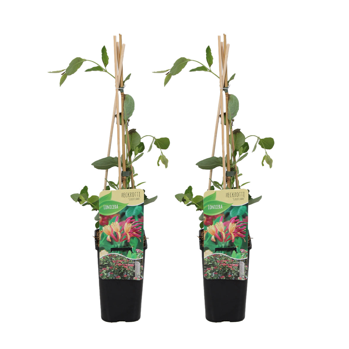 Set of 2 Goldflame Honeysuckles – Outdoor Plant